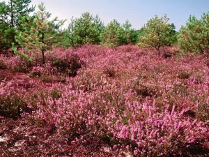 Naturpark Niederlausitzer Heidelandschaft