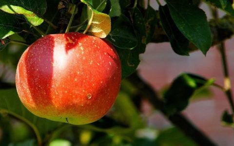 Arrangement „Apfel(ver)führung auf zwei Rädern“ Natur erfahren für mehrere Tage