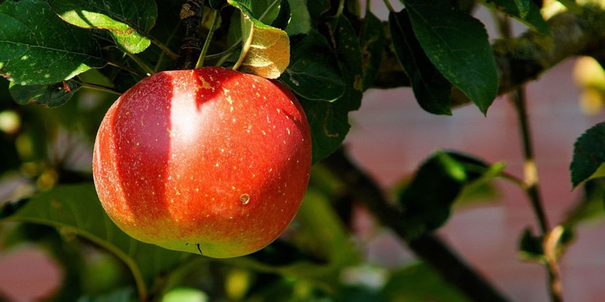 Arrangement „Apfel(ver)führung auf zwei Rädern“ Natur erfahren für mehrere Tage