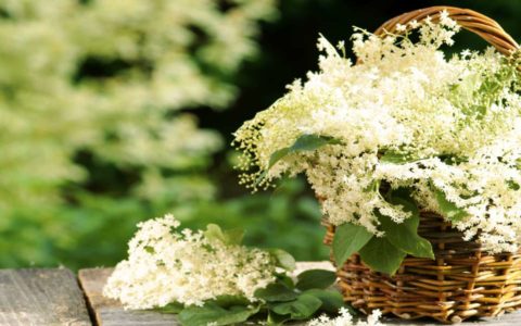 Arrangement „Holunder“ die Heilkräfte aus der Natur für mehrere Tage