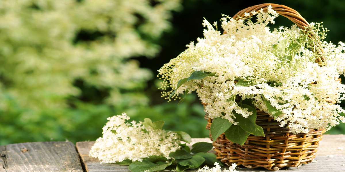 Arrangement „Holunder“ die Heilkräfte aus der Natur für mehrere Tage